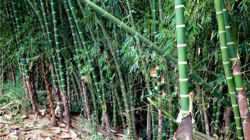 আজ বিশ্ব বাঁশ দিবস